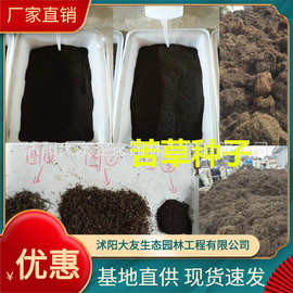 带壳苦草籽批发  量大优惠  净籽联系客服水生植物 基地直供批发 