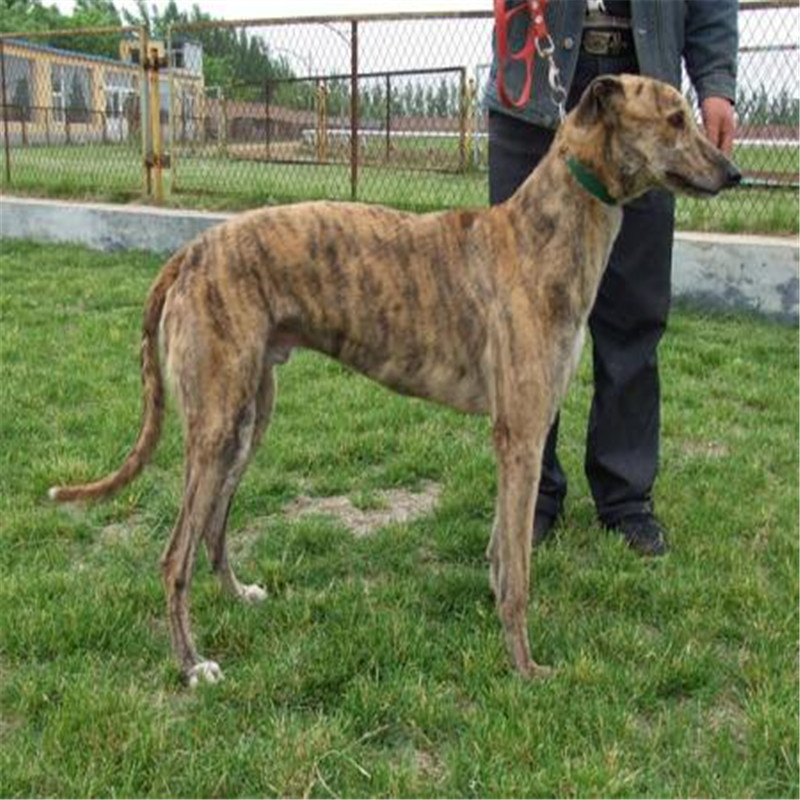 出售精品细犬格力犬灵缇犬活体幼犬纯种山东细犬猎兔犬包小狗活体