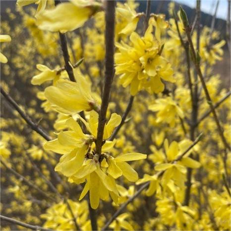 东北连翘 连翘小苗 大堆连翘 连翘球 营养杯连翘绿篱连翘工程绿化