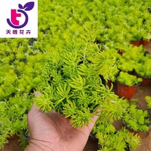 多肉植物佛甲草 可园林造景绿叶佛甲草营养杯苗 屋顶绿化植物批发