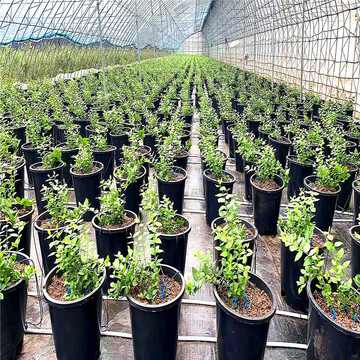 蓝莓苗基地 l11 l25 f6蓝莓苗 组培蓝莓三年苗 早熟果大-阿里巴巴