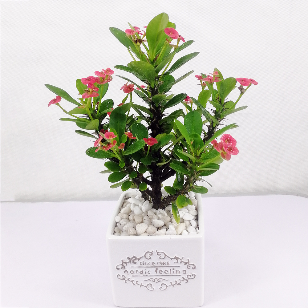 铁海棠盆栽花卉 虎剌梅 四季开花植物麒麟花