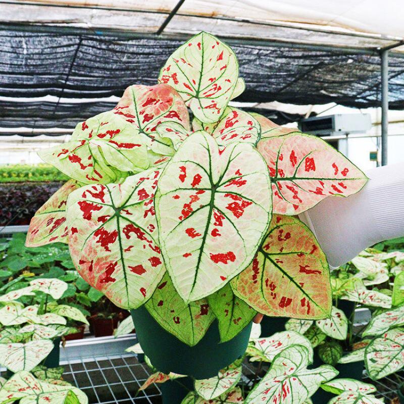 彩叶芋草莓之星如意小盆栽绿植花卉竹芋办公桌桌面网红植物独立站