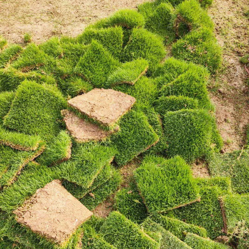 草皮真草草坪带土室外花园绿化庭院矮生草四季青马尼拉果岭草批发