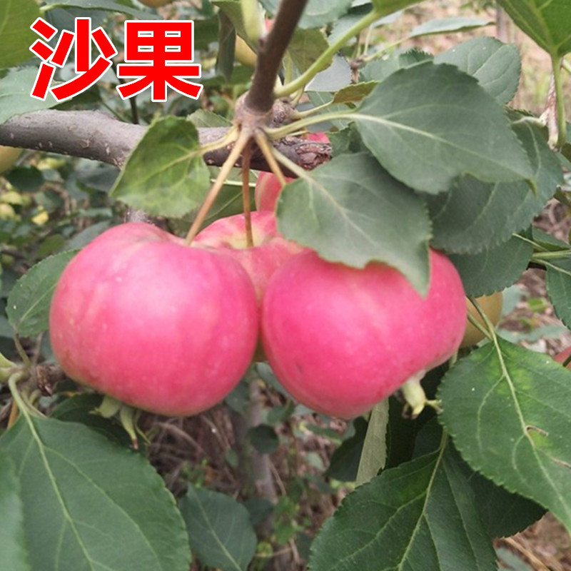 海棠果苗树沙果123小苹果红花果南北方地栽盆栽种植嫁接当年结果