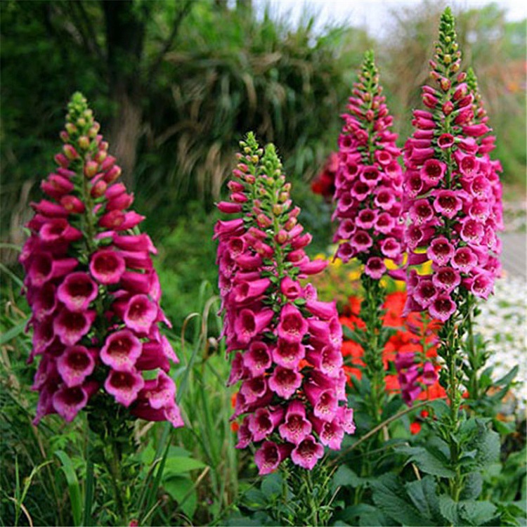 0成交5件洛神花种子批发 红桃k玫瑰茄 阳台花卉蔬菜种子