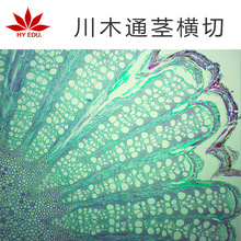 川木通茎横切 生物切片 植物细胞标本 显微镜儿童学生科学实验