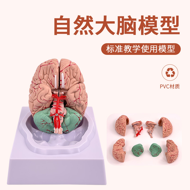 正品高端医学 神经科脑科人体大脑解剖模型大脑模型脑分区模型-阿里巴