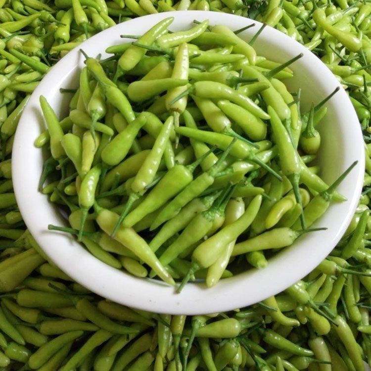 广西特辣辣野山椒泡椒袋装白米椒新鲜剁椒辣椒朝天椒批发