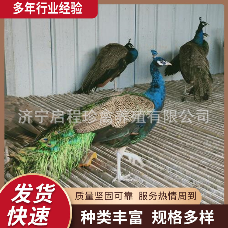 哪里有脱温孔雀苗活体出售 成年观赏蓝孔雀多少钱一对 白孔雀租赁