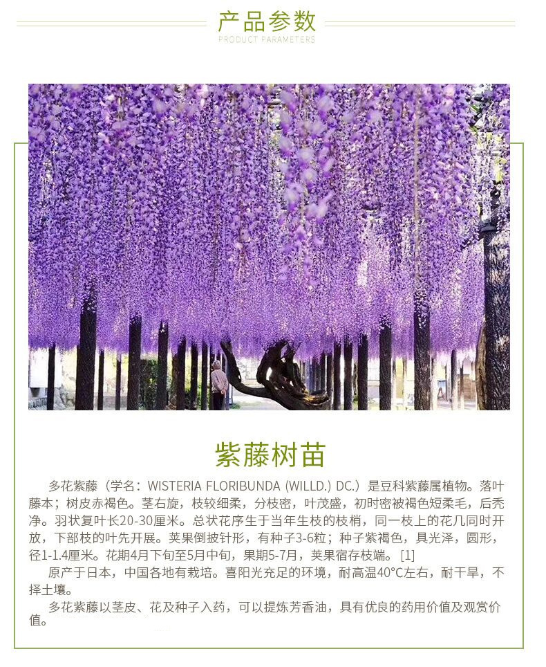 基地批发日本多花紫藤大树苗紫水晶瀑布紫藤苗紫藤花小苗盆栽地栽
