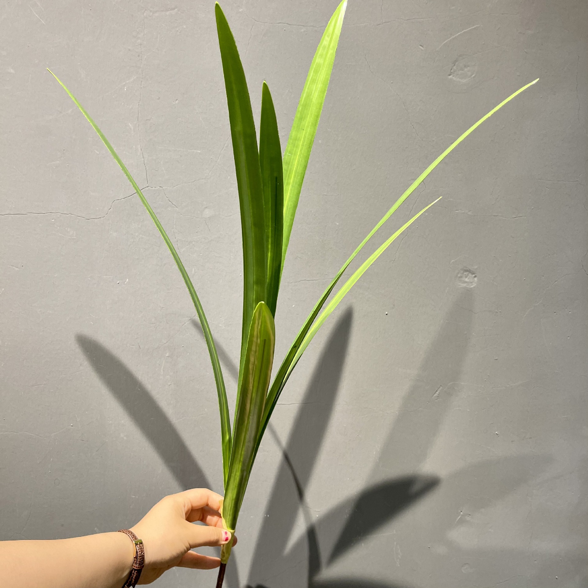 仿真兰花叶蕙兰叶君子兰叶蝴蝶兰叶龙舌兰绿色植物盆景家居装饰花