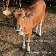 改良小黄牛养殖场鲁西黄牛价格牛犊肉牛苗杂交哪里有肉牛犊供应