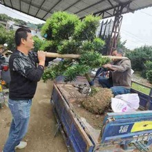 批发造型罗汉松树一物一拍 现挖大土球 别墅庭院绿植耐寒四季常青