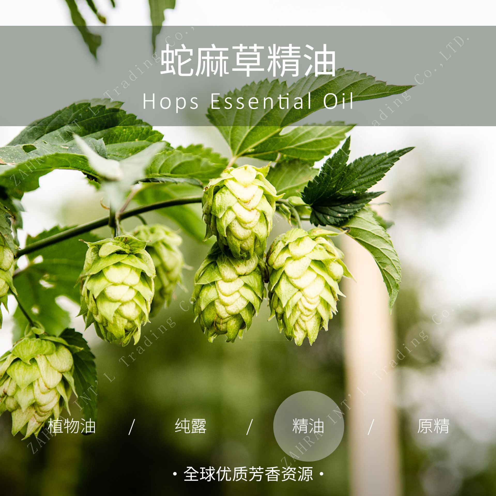 啤酒花蛇麻草精油