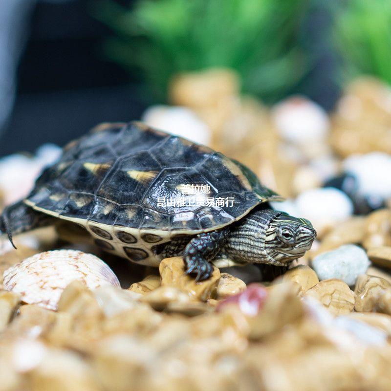 中华花龟小乌龟活物珍珠龟活体花草杂交龟苗宠物水龟长寿观赏龟