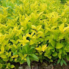 批发绿化工程色块苗金森女贞苗小叶女贞苗庭院绿篱园林绿化易种植