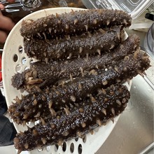 红参美国阿拉斯加北美9年海参红参淡干货刺参500克包邮非大连参