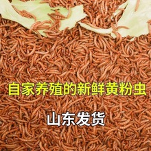 面包虫黄粉虫鲜活仓鼠粮食蝎子画眉鹦鹉石蛙龙鱼八哥宠物饲料