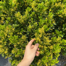 花苞浓香绿植物阳台四季开花卉好养树苗老桩香水花盆栽室内带