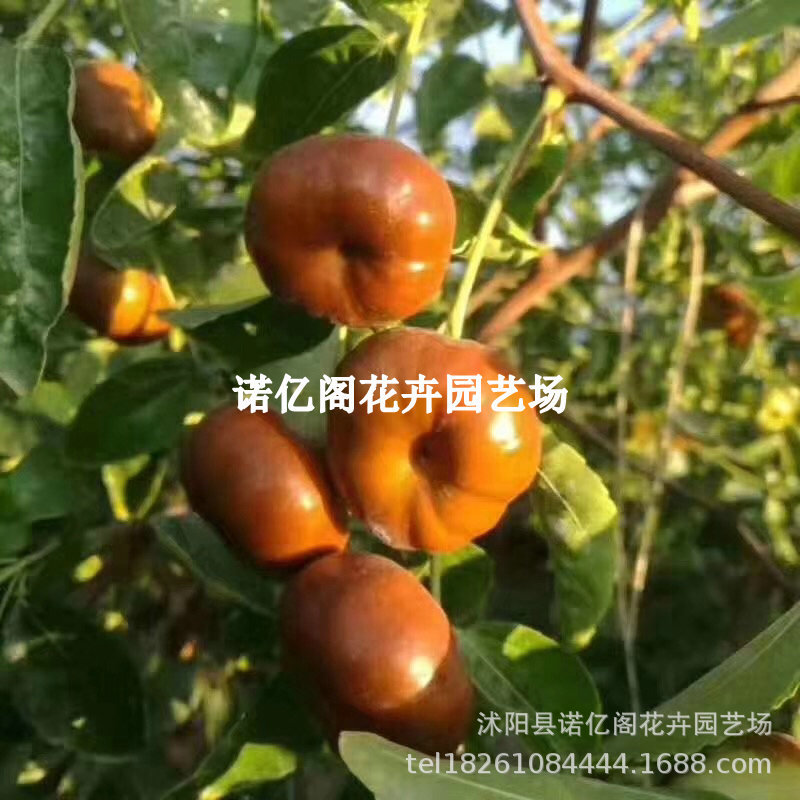 特大果早熟蟠枣树苗新品种无核蟠桃枣树苗当年结果蟠枣苗耐冬耐冻