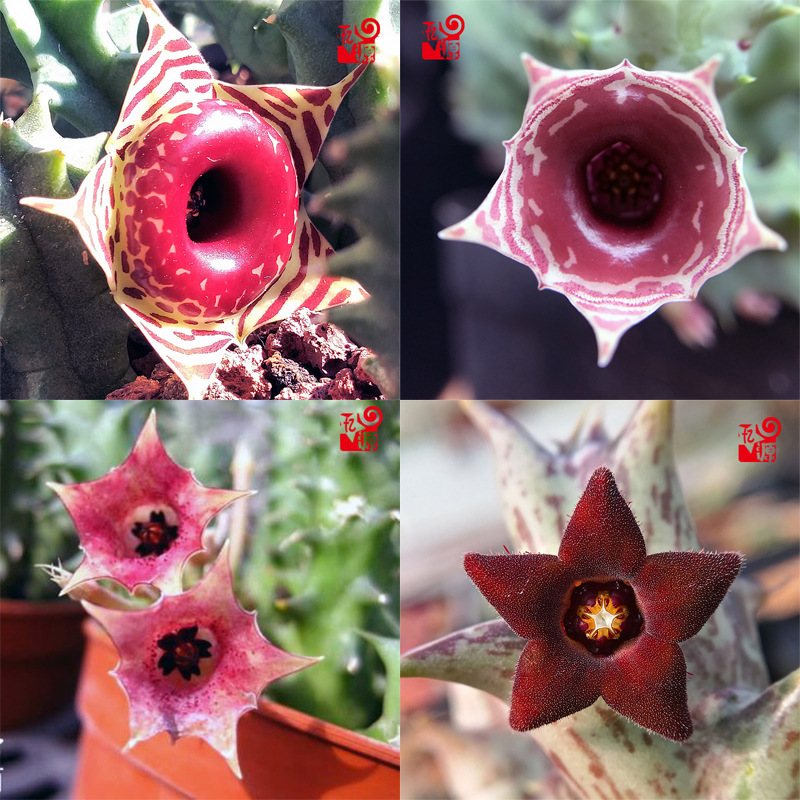 姬龙角群生萝藦科开花奇异多肉植物组合室内盆栽花卉绿植超萌套餐