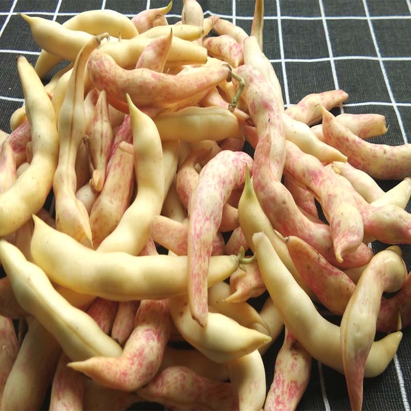 东北油豆角新鲜黄金勾豆角鼓豆豆角勾勾黄豆角兔子翻白眼4斤包邮