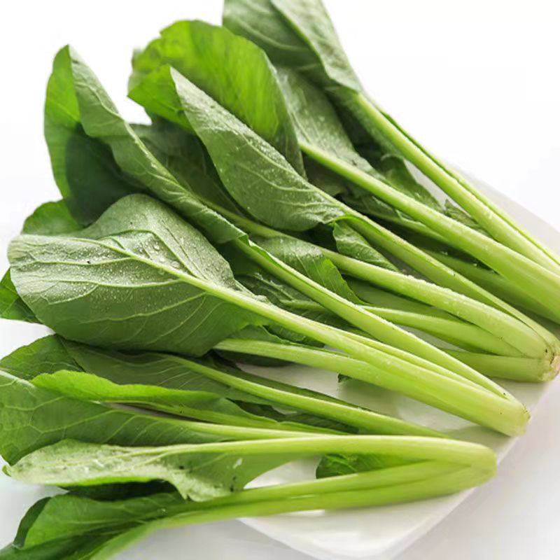 大田种植 玉兔五号青梗小白菜种子200克生长快速耐热小松菜品种