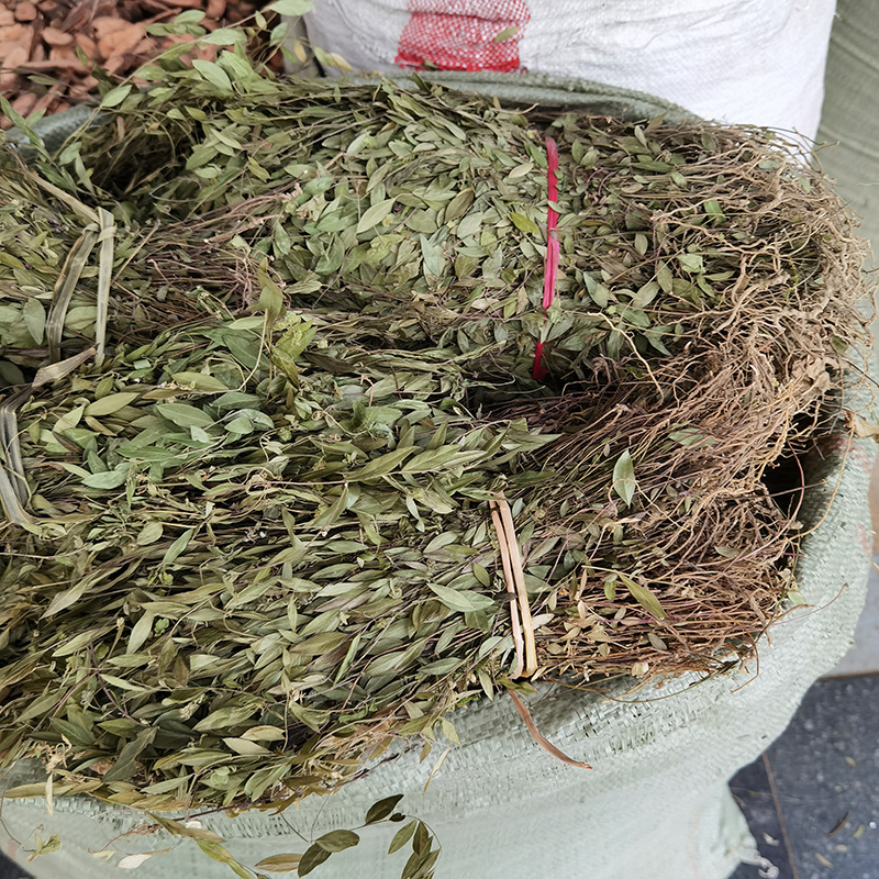 中药材 瓜子金 金不换金锁匙产后草另售各种冷背草药