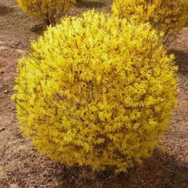 耐寒花卉连翘花球好养球冠庭院种植-阿里巴巴