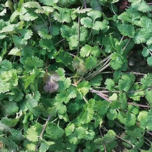 老品种紫根香菜矮杆趴地香菜种子小叶浓香型芫荽种籽四季蔬菜种子