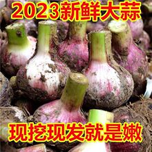 大蒜2023年河南鲜蒜10斤现挖新鲜头紫皮湿新蒜5斤装腌糖蒜速卖通