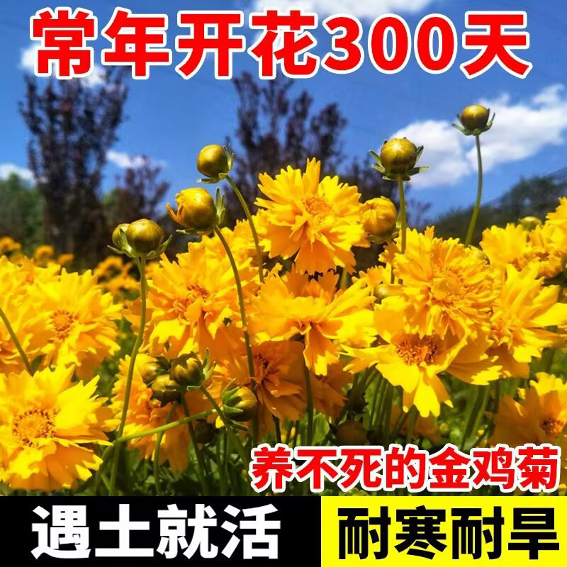 大花金鸡菊种子多年生宿根花草种子波斯菊硫华菊野花组合种子