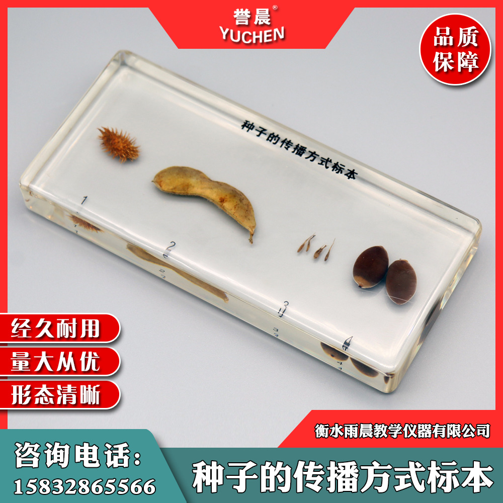 si2301种子的传播方式标本实心有机包埋科学教具实物认知模型
