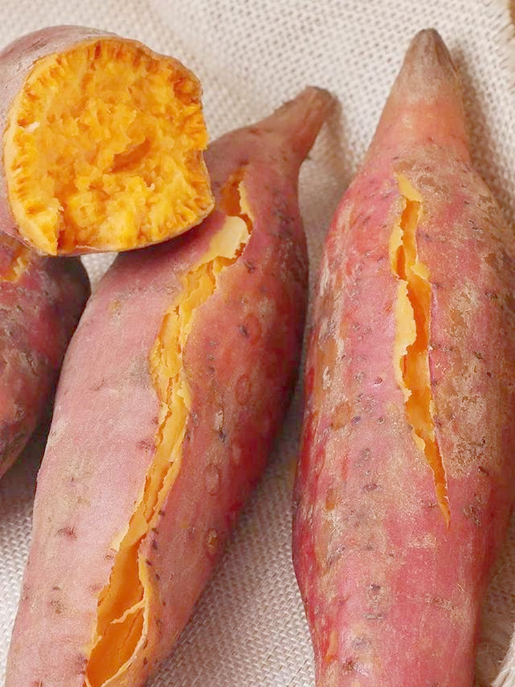 现货现挖沙地新鲜龙九蜜薯番薯黄心生红薯超甜地瓜山芋大果10斤装