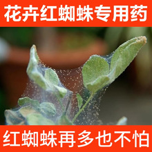 红白蜘蛛月季玫瑰杀螨剂花卉绿植盆栽绣球茉莉杀虫剂家用阿维菌素