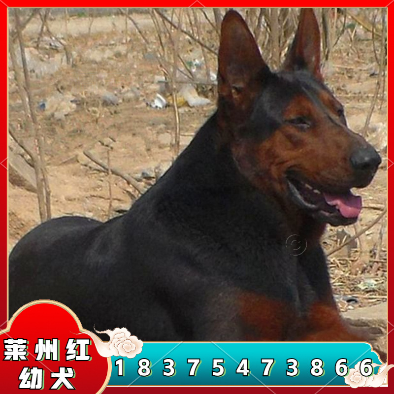 犬舍直销双血统莱州红活体 苏联红幼犬价格 双血统莱州红大型狼狗
