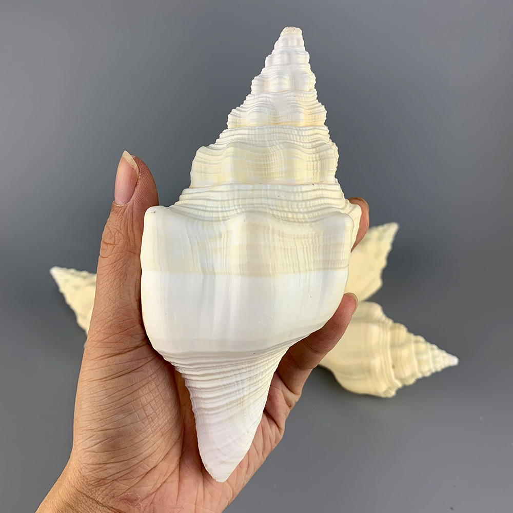 福海/长白旋螺 精品白香螺 天然海洋生物标本摆件海螺贝壳批发