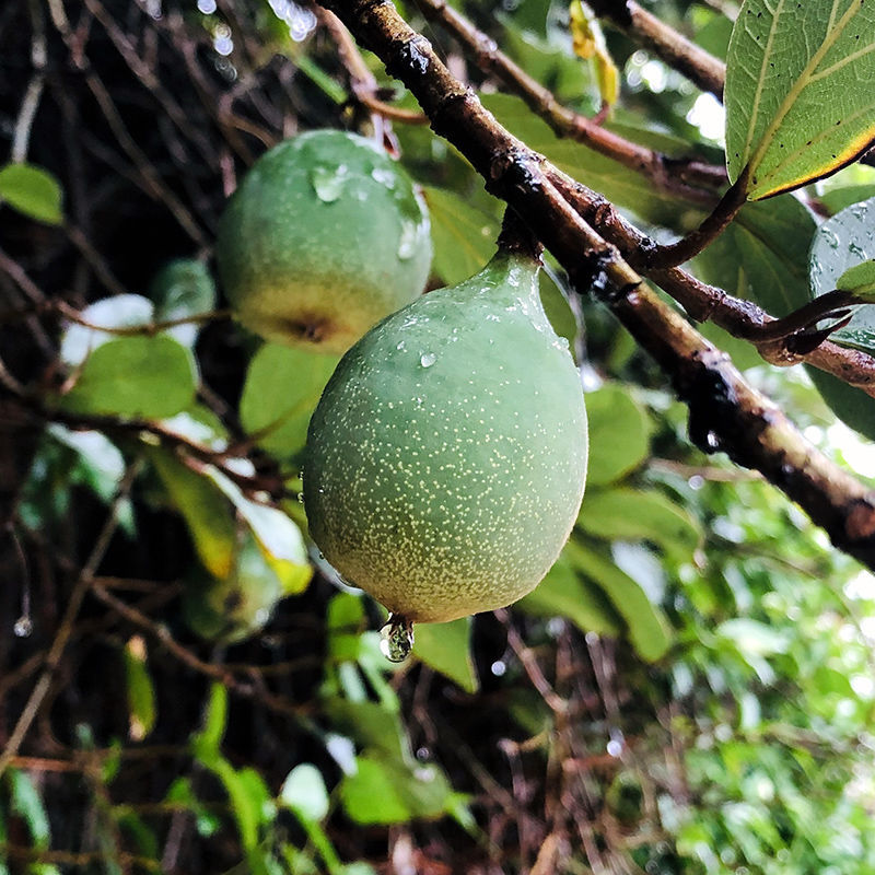 冰粉籽 手搓野生凉粉薜荔免不加石灰冰子商用木莲凉粉果爱玉包邮