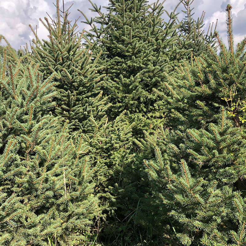 云杉树批发圣诞节圣诞树挪威云杉圣诞树 工程绿化木杉树