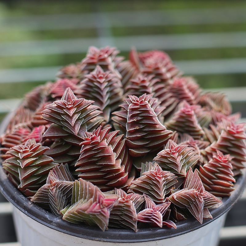 小全园艺多肉植物批发茜之塔满盆奇特多肉植物西之塔室内花卉盆栽