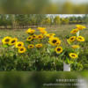 undefined53 simulation Sunflower Sun flower Wedding celebration decorate Bouquet of flowers Home Furnishing a decoration Silk flower shot propundefined