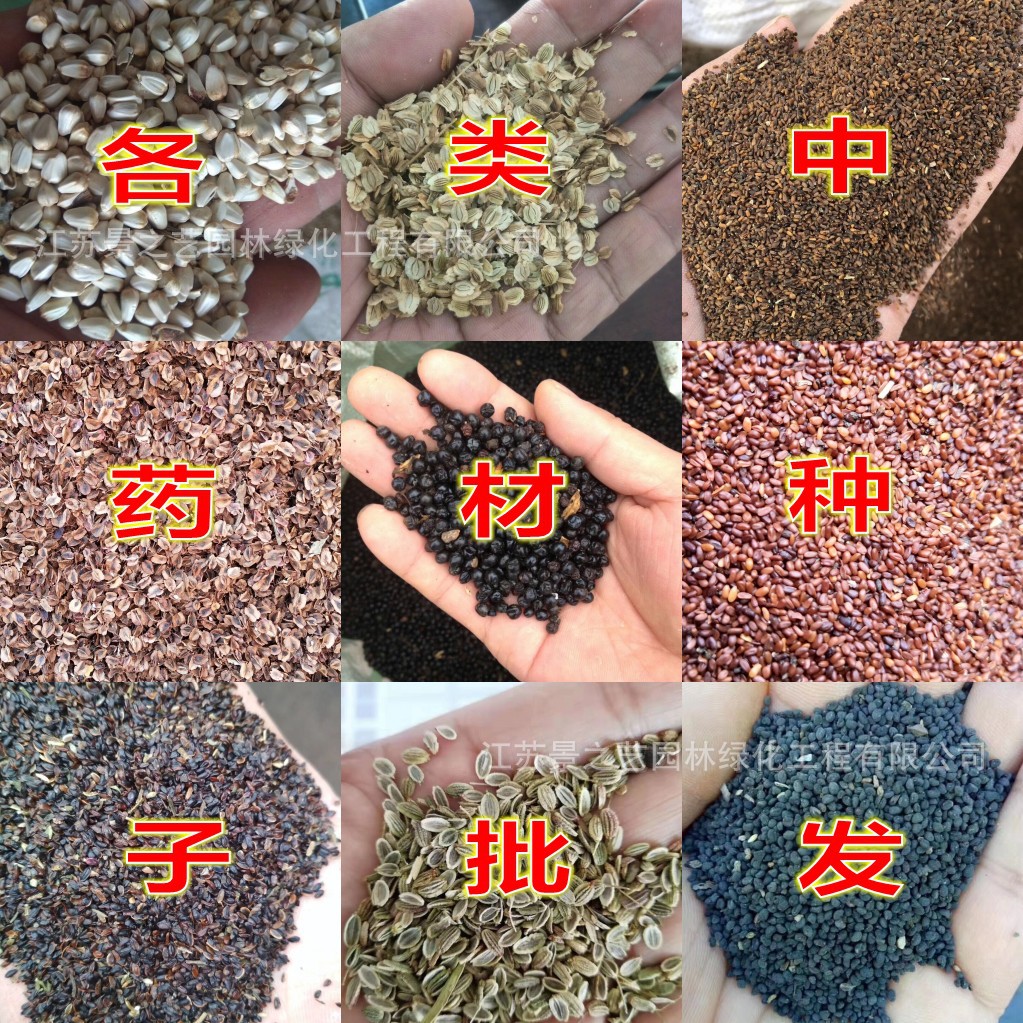 中草药种子 板蓝根 人参党参当归金银花枸杞五味子四季播天然绿色