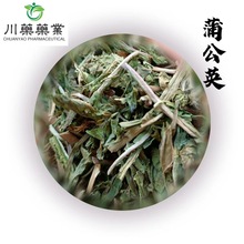 蒲公英 500g【川药中药材】公英中药材批发供应 产地山东