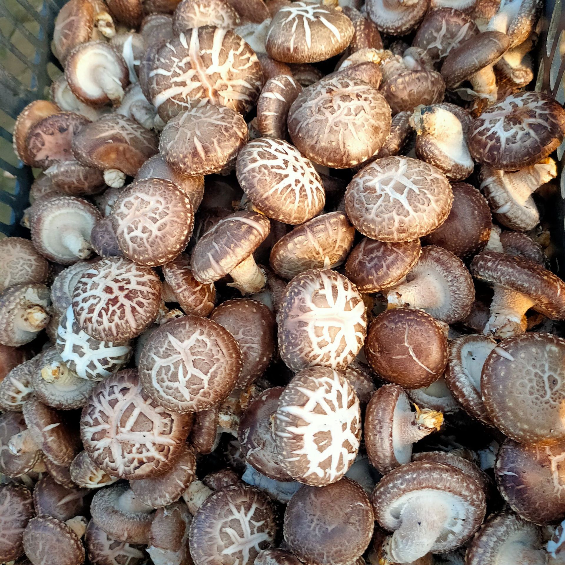 东北特产野生红蘑菇干货肉蘑松树伞山货无根松蘑菇500g批发-报价