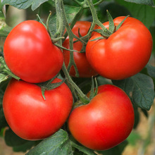 正宗山东海阳普罗旺斯西红柿4.5斤生吃水果农家沙瓤番茄新鲜采