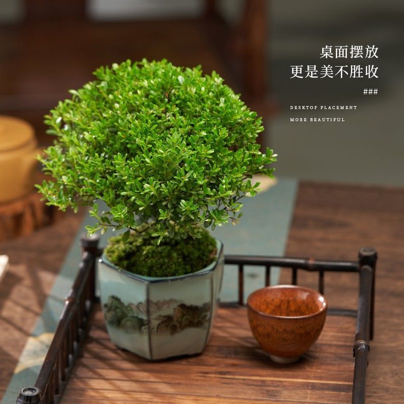 小叶赤楠盆景树苗老桩迷你盆栽植物室内四季常青禅意桌面好养绿植