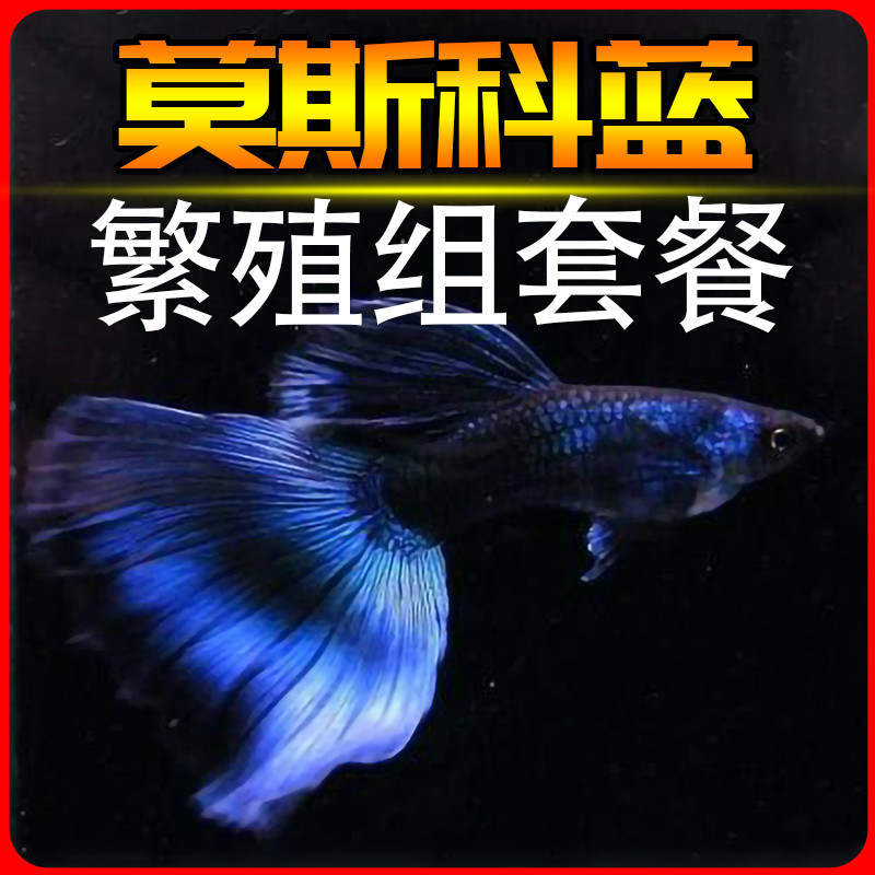 莫斯科蓝孔雀鱼精品观赏纯种热带小型胎生鱼冰蓝莫兰墨兰缎带活体