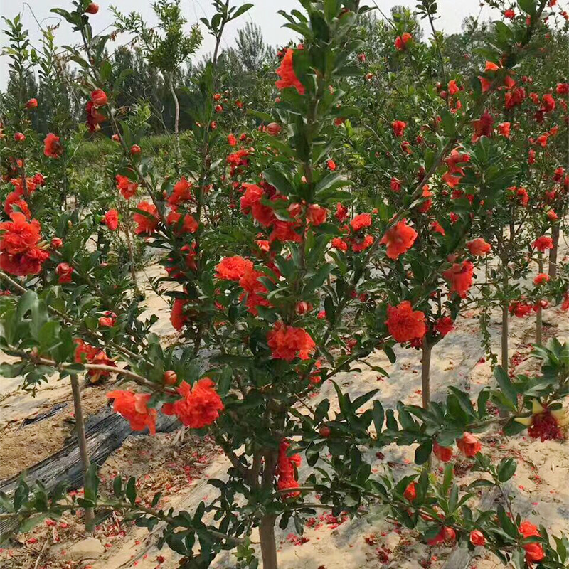 8成交0件无棣县雅树花卉店2年批发石榴苗 花石榴牡丹石榴工程用苗果树