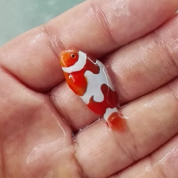 海水观赏鱼公子小丑鱼活体澳洲黑公子黑背心雪印金透红黑冰红小丑